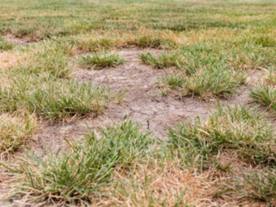 A gas line leak destroyed a patch of grass.