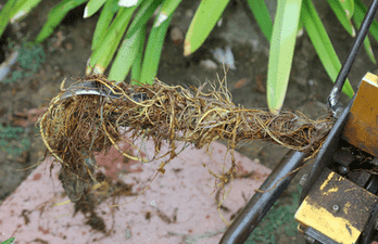 Tree roots removed from a home sewer line