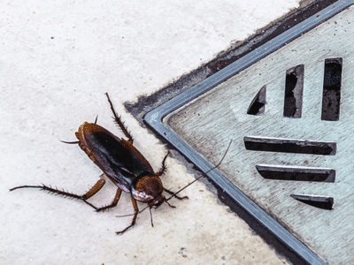 A cockroach is attracted to a home water leak.