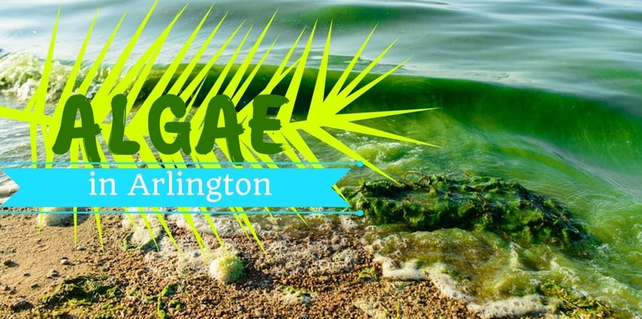 shore of lake green with high algae levels. Algae in Arlington.