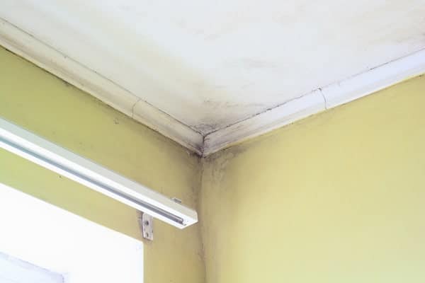 Mold in the upper corner of a room with yellow walls