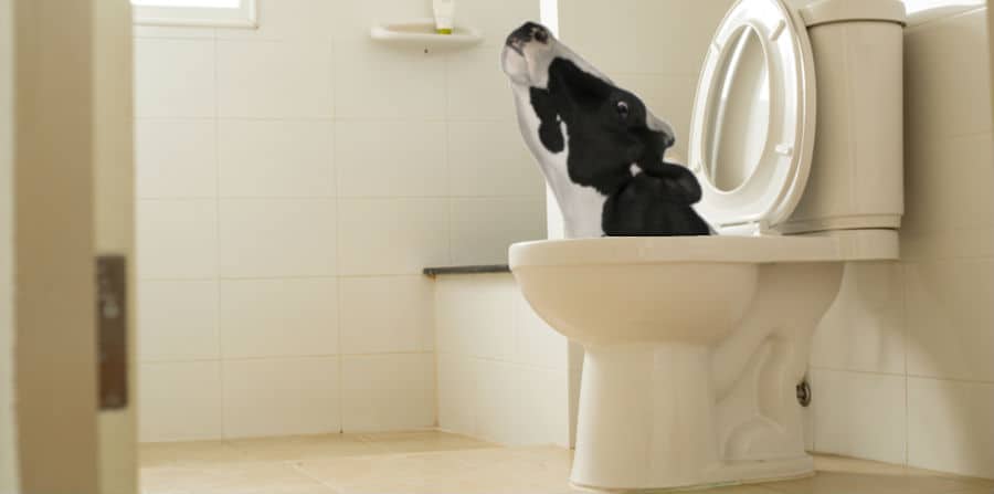 5 Weirdest Things Ever Found in Someone's Plumbing