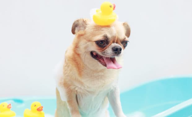 how to avoid pet plumbing problems