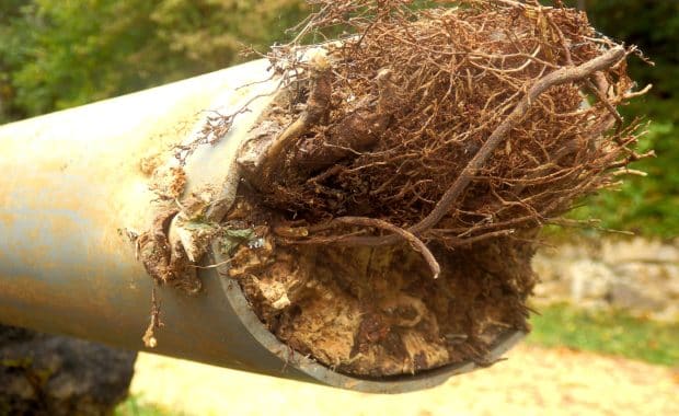 Sewage Line Tree Roots